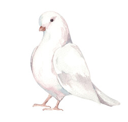 Watercolor illustration of a white dove. Hand drawn bird symbol of peace. Wedding Pigeon