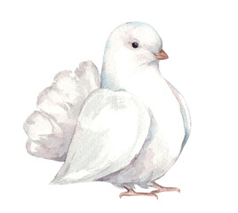 Watercolor illustration of a white dove. Hand drawn bird symbol of peace. Wedding Pigeon
