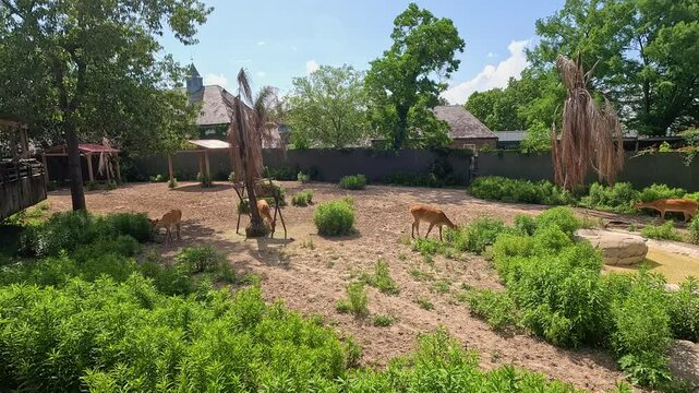 footage of beautiful barasingha or swamp deer grazing at the Audubon Zoo in New Orleans Louisiana USA