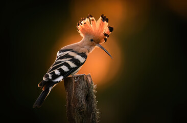 Eurasian hoopoe bird in early morning light ( Upupa epops )