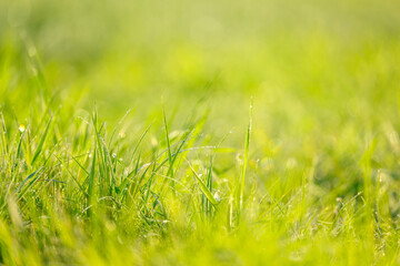 Wet summer green grass background