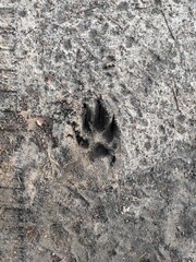 animal footprint on sandy soil. Paw print, dog, wolf, animal, wild, four fingers and claws. The soil is moist and with small twigs, sand and soil