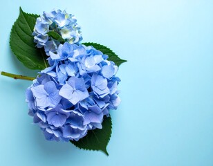 Obraz premium アジサイの花 ブルー背景