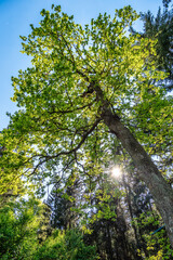 Giant Douglas fir, Pseudotsuga menziesii trees in the World Forest, Weltwald in Freising near Munich, Germany.