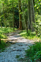 Hiking through the World Forest, Weltwald in Freising near Munich in Bavaria, Germany.