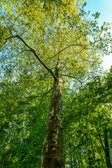 Platanus hispanica, London plane in the World Forest, Weltwald in Freising, Germany. Large tree with rounded crown