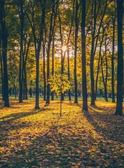 Obraz premium Sunlight filtering through autumn trees