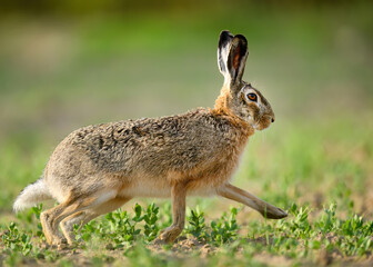 European hare ( Lepus europaeus ) close up