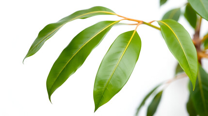 Dipterocarpus alatus is placed on a white background.