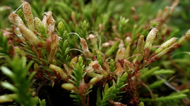 Close up shot of blooming clubmoss sporophytes, green groundcover, tiny plants, nature's intricate details and textures under a vibrant backdrop.