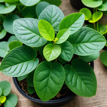 Melastome Clearweed (Pilea melastomoides, as Pohpohan in West Java), an evergreen undershrub plant that grows wildly in jungle of North Bengal. Photo taken in Sonada. Used as herbal medicine.