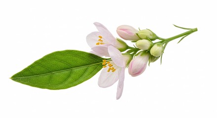Fototapeta premium Close Up of Delicate Jasmine Flowers Showing White Petals With Hints of Pink and Green Leaves