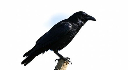 Fototapeta premium Black Crow Perched On A Branch Against A White Background With Detailed Feathers