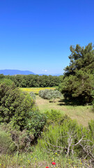 path to the mountain