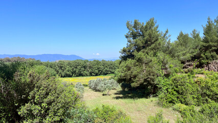 Flower field landscape with trees and mountains