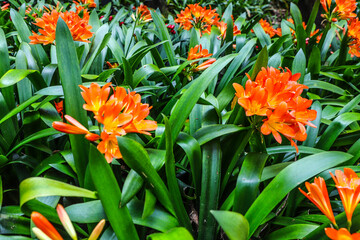 Dans Parc Funchal Mad 