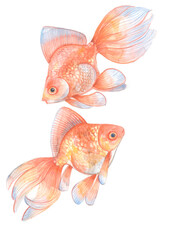 Two goldfish on white background. Hand drawn watercolor art for graphic design.