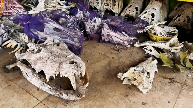 dry crocodile bones in large quantities on a farm. Sequence showing close-ups of teeth in the skull of a large crocodile caught by Asmat tribespeople in the village of Yaosakor after it had killed 