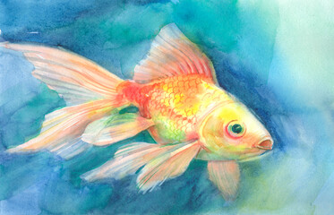 Goldfish in blue water is a watercolor painting. Beautiful yellow goldfish aquarium fish.