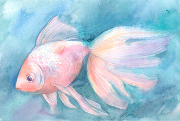 Aquarium fish pink color painted with watercolor on blue background. Goldfish veil tail.