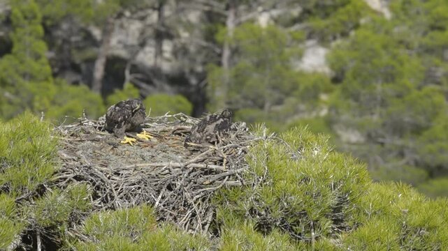 Eaglets in a nest on a pine tree in a forested area. White-tailed Eagle, Haliaeetus albicilla.