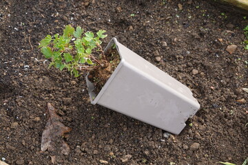 Planting gooseberry bush: gardener putting plant into soil