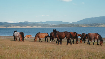 Obraz premium horses on the river