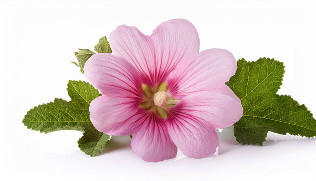 pink marshmallow or althaea officinalis flower isolated on white background