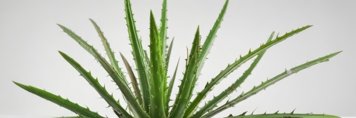 Obraz premium A single aloe vera plant, leaves splayed, isolated on pure white background , soothing, tropical, white background