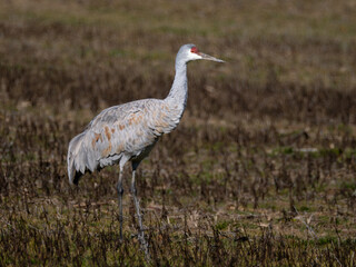 Sandhill crane standing in a field