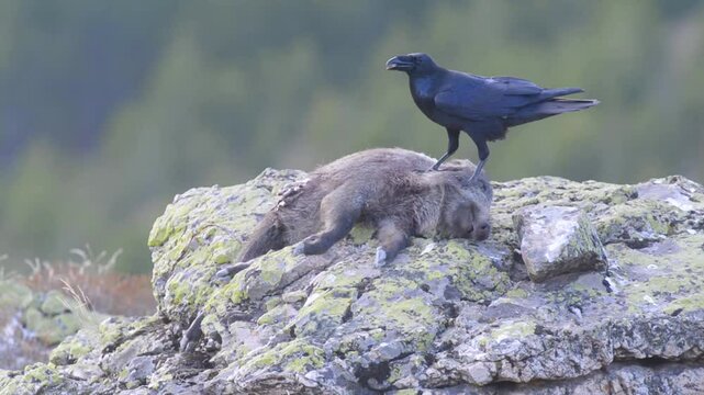 A raven feeding on wild boar carcasses on a green lichen rock in a wooded area. Northern Raven, Corvus corax.