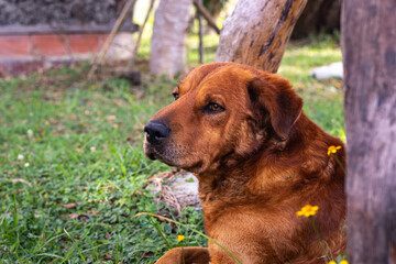 Perro de pelaje color café acostado tranquilamente sobre el piso, con expresión relajada y mirada atenta