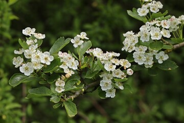 Blühender Eingriffeliger Weißdorn (Crataegus monogyna)