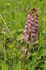 Purpur-Knabenkraut (Orchis purpurea) auf Kalkmagerrasen