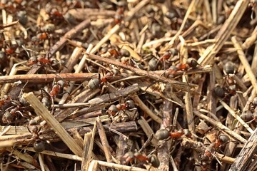 Nest der Großen Wiesenameise (Formica pratensis)