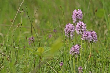 Dreizähniges Knabenkraut (Neotinea tridentata)
