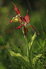 Blühender Gelber Frauenschuh (Cypripedium calceolus) im Gegenlicht