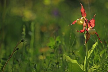 Blühender Gelber Frauenschuh (Cypripedium calceolus) im Gegenlicht mit Spinne