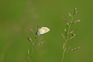 Geißklee-Bläuling (Plebejus argus) an Grashalm