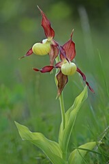 Blühender Gelber Frauenschuh (Cypripedium calceolus) im Gegenlicht