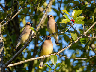 Cedar waxwing in tree