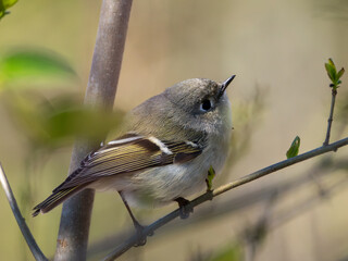 Ruby-crowned kinglet perched on a limb