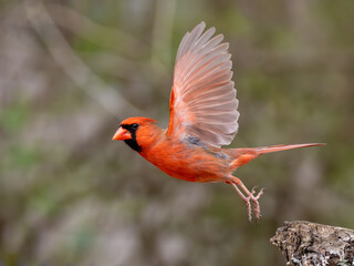 Male northern cardinal taking off in flight