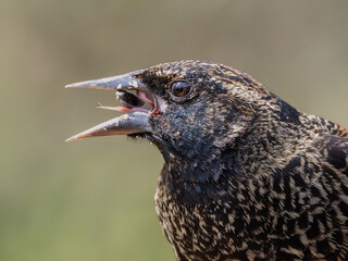 Red-winged blackbird closeup portait