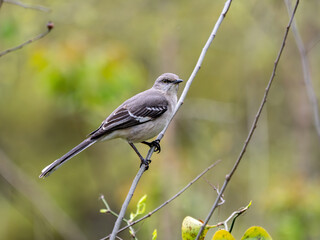 Fototapeta premium Northern mockingbird perched on limb