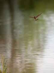 Northern rough-winged swallow in flight over water