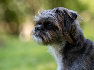 Fluffy furry pet outside