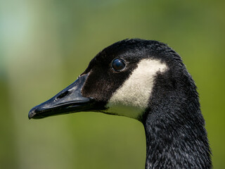 Canada goose portrait