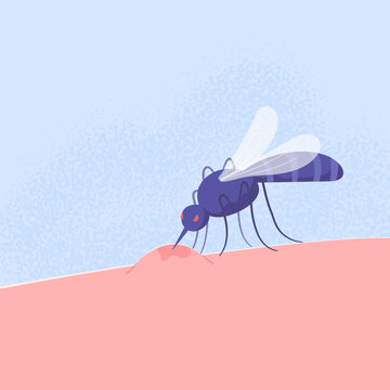 Close-up mosquito biting human skin and taking blood. Insect and irritation. Flat vector illustration of health, disease prevention, Dengue fever. Malaria risk and tropical virus transmission.