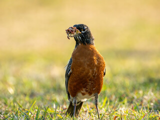 American robin eating worms